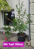 Schöne Oleander Pflanze Hochstamm