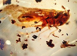 Mehrfang 3 Insekten Bernstein Burma echt Natur 100 Mio inklu