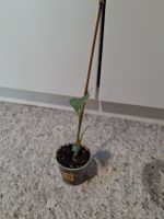 junge Monstera deliciosa/Fensterblatt (4/6)