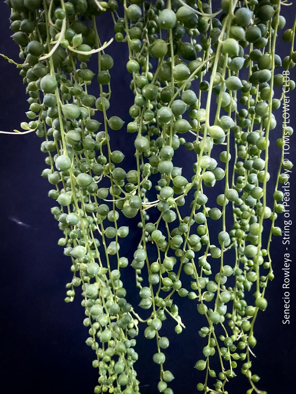 Piante & sementi: Senecio Rowleyanus - Perlenkette für Dich... – Nuovo e nell'imballaggio originale da Adliswil venduto da astom369 3