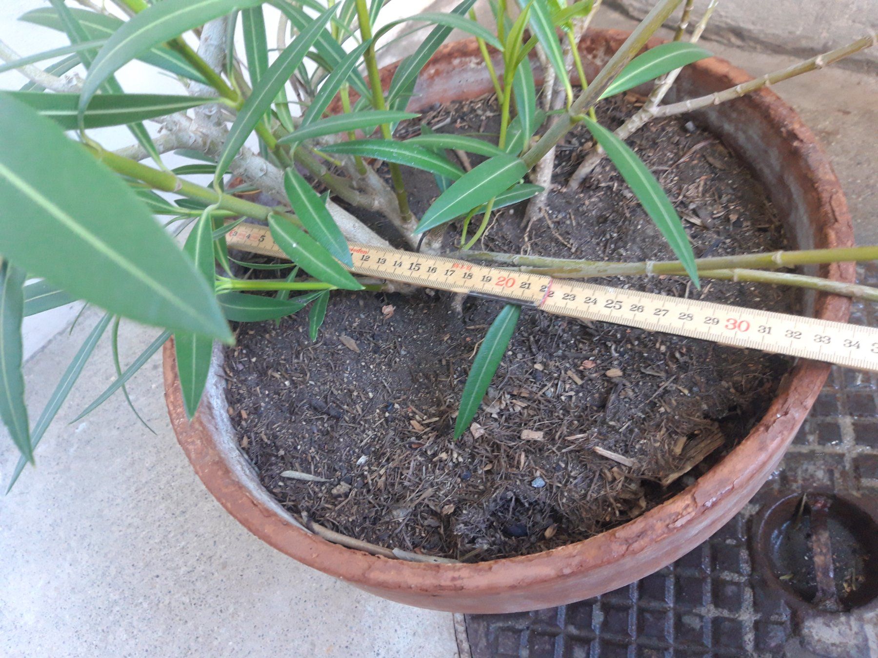 Piante & sementi: Oleander gross ohne Topf – Usato da Feuerthalen venduto da tanatha_st 4