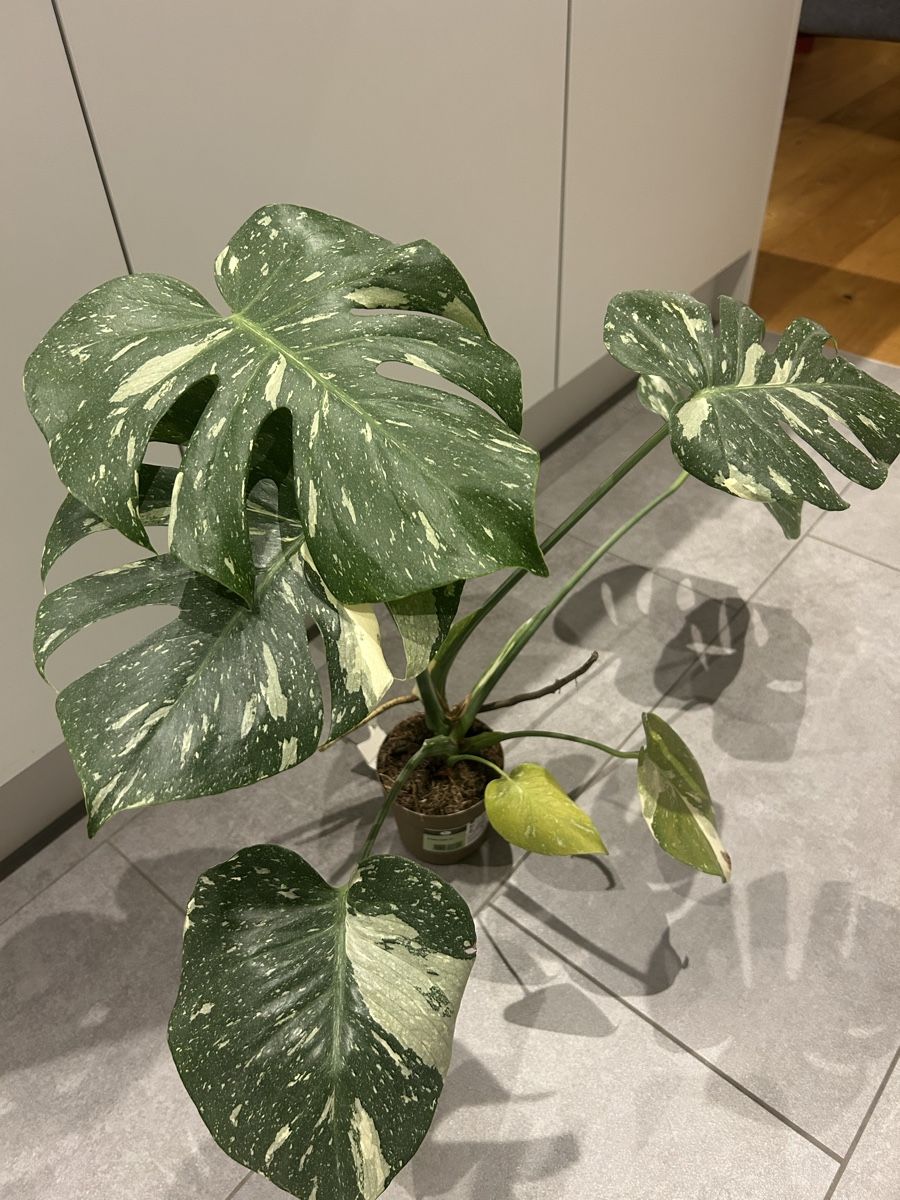 Piante & sementi: Monstrea bicolor – Usato da Regensdorf venduto da adr_95f5 2
