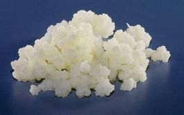 KEFIR - Pilze + Anleitung - probiotisch, gesund, fein