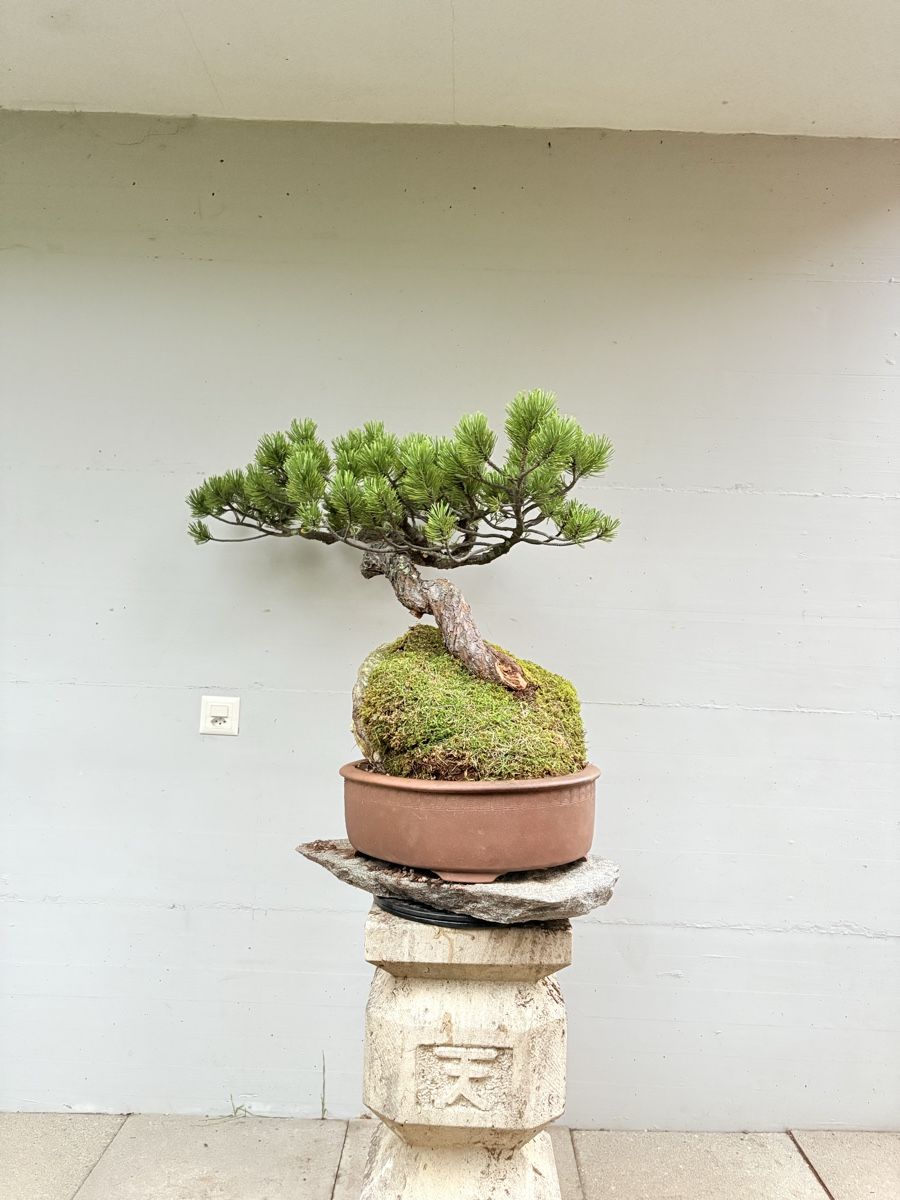 Piante & sementi: Pinus auf Stein in exklusiver Schale – Nuovo (secondo la descrizione) da Gossau SG venduto da SolitariusBotanica 3
