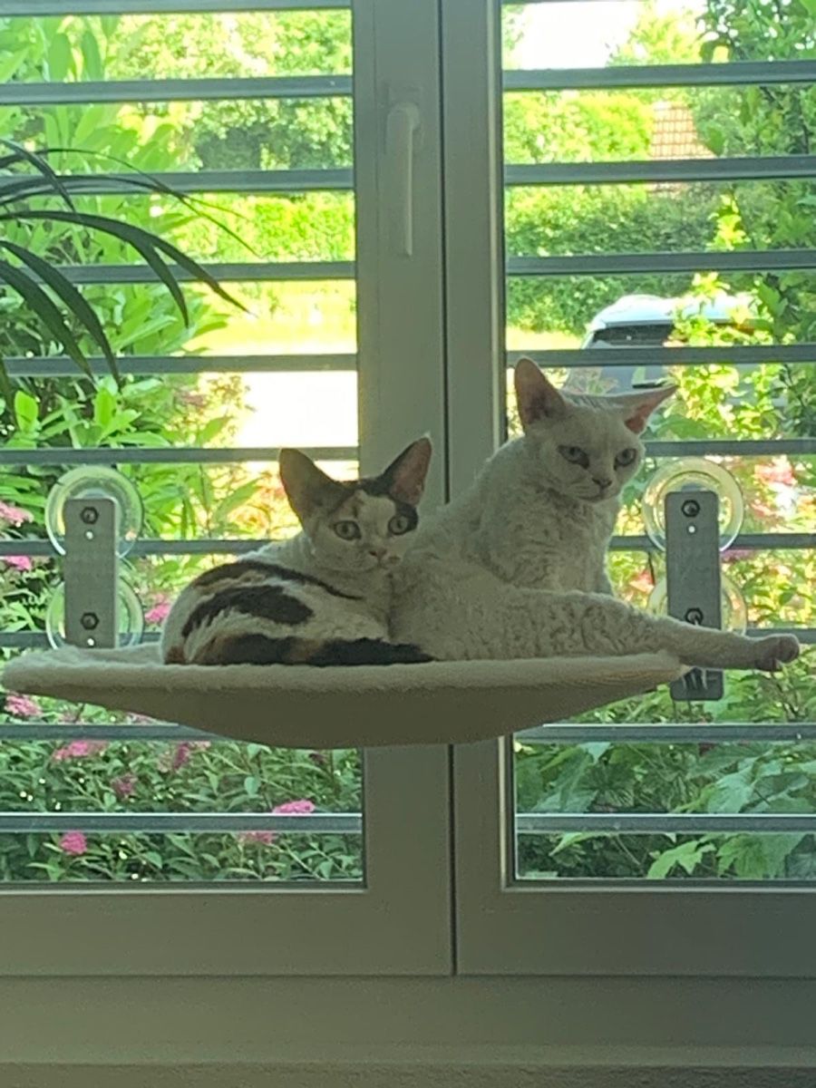 Hängematten: Katzen Hängematte - Neuwertig! – Neu (gemäss Beschreibung) aus Sennhof von Amko 1