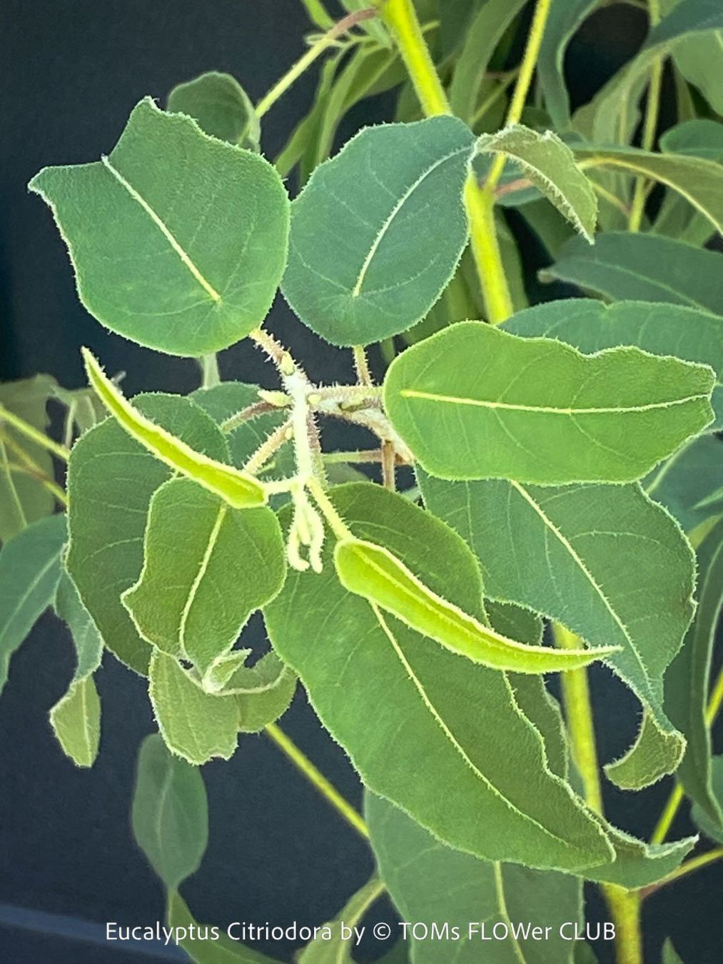 Piante & sementi: Corymbia Citriodora - Zitronen-Eukalyptus stark duftend – Nuovo e nell'imballaggio originale da Adliswil venduto da astom369