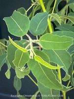 Corymbia Citriodora - Zitronen-Eukalyptus stark duftend