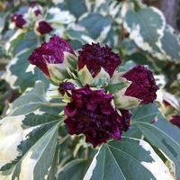 Hibiscus syriacus 'Purpureus Variegatus'