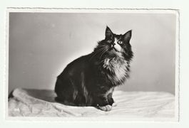 Ansichtskarte Katze schwarz weiss gelaufen 1957