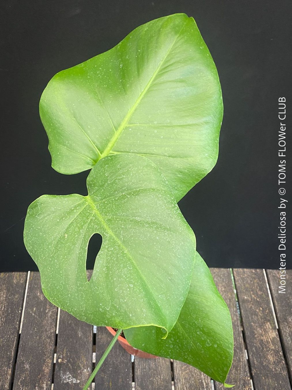 Pflanzen & Samen: Monstera Deliciosa - echte, gross-blättrige Grundform – Neu und originalverpackt aus Adliswil von MarkyForest 1