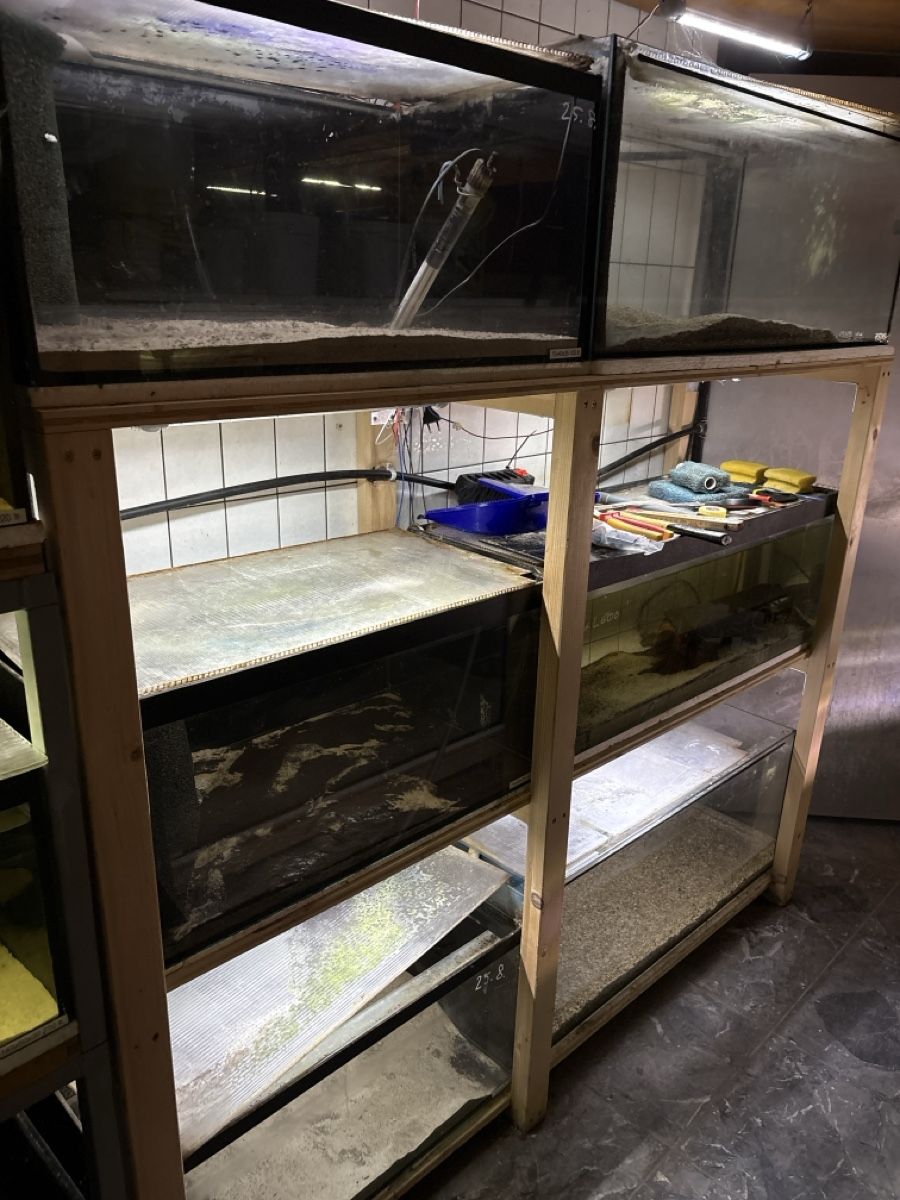 Aquarium: Aquarium Zuchtregal – Gebraucht aus Gais von Marcogais