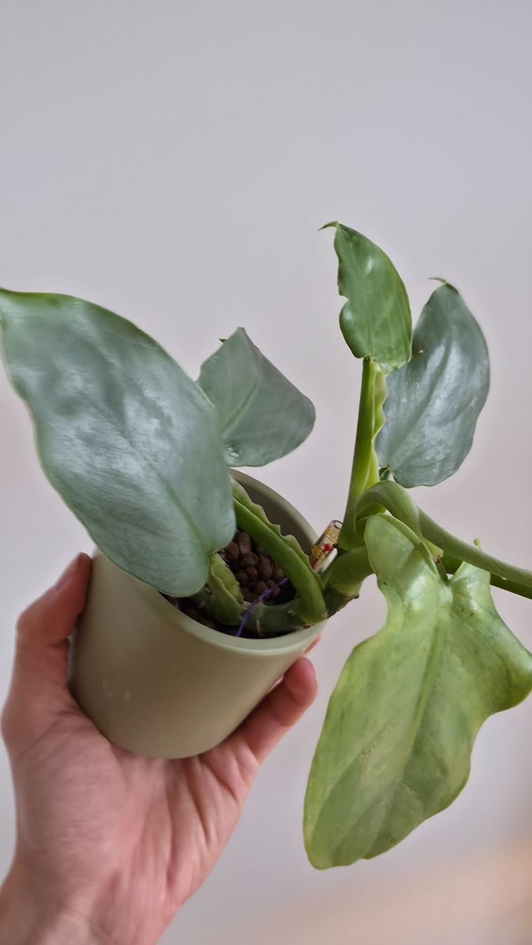 Pflanzen & Samen: Philodendron Silver Sword – Neu (gemäss Beschreibung) aus Zürich von The_Plant_Wizard 1