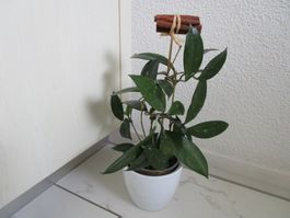 Echte Pflanze (2)
