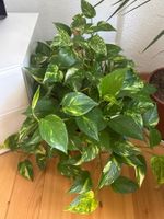 Belle plante verte Pothos + Panier