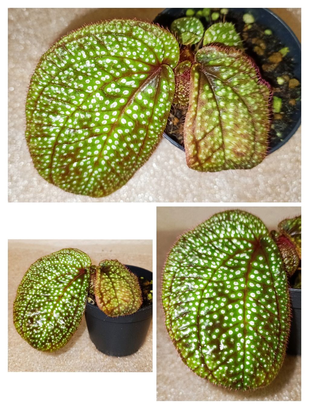 Piante & sementi: Sonerila sp. Kalbar – Nuovo (secondo la descrizione) da schöftland venduto da UniquePlants