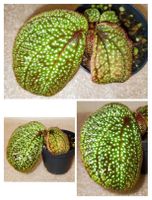 Sonerila sp. Kalbar
