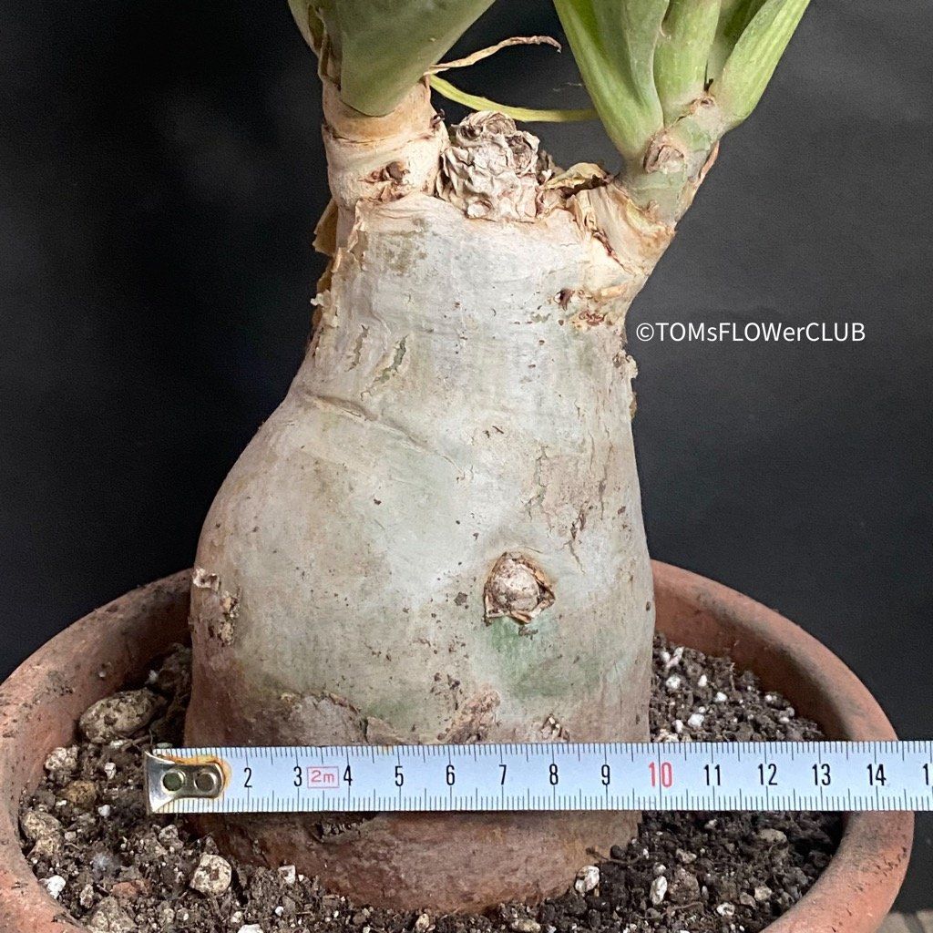 Piante & sementi: Cyphostemma Juttae - mit dem 10x15cm Caudex – Nuovo e nell'imballaggio originale da Adliswil venduto da astom369 7