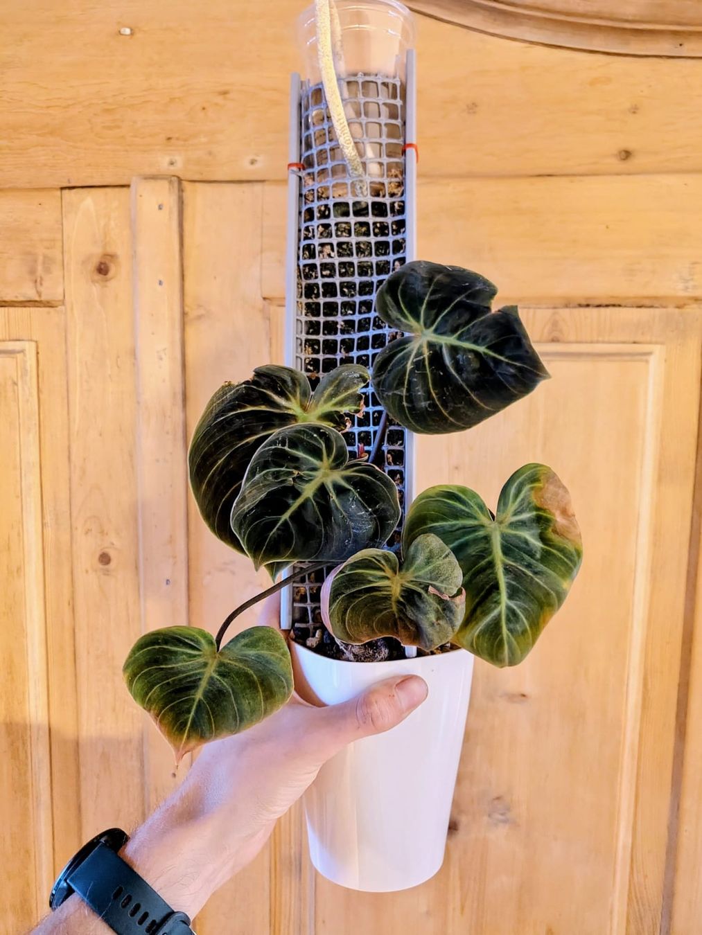 Pflanzen & Samen: Philodendron el choco red – Gebraucht aus Hausen AG von Pflaenzlioase