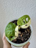 🌿 Monstera adansonii Variegata – Established Plant 🐒🌿