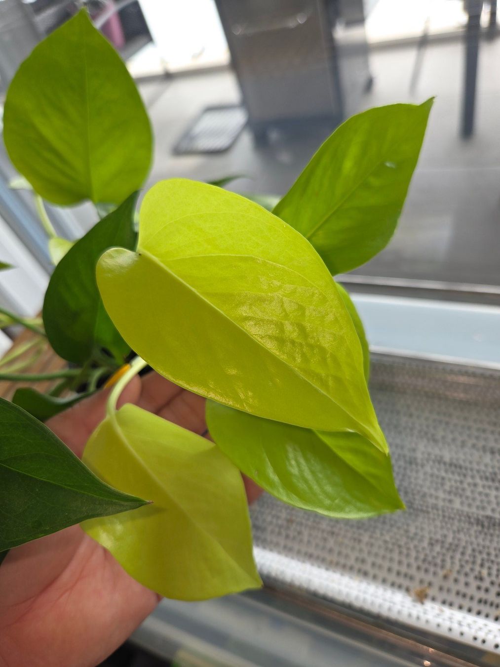 Piante & sementi: ** Mix Epipremnum aureum** – Usato da Broc venduto da omegadlocks 3