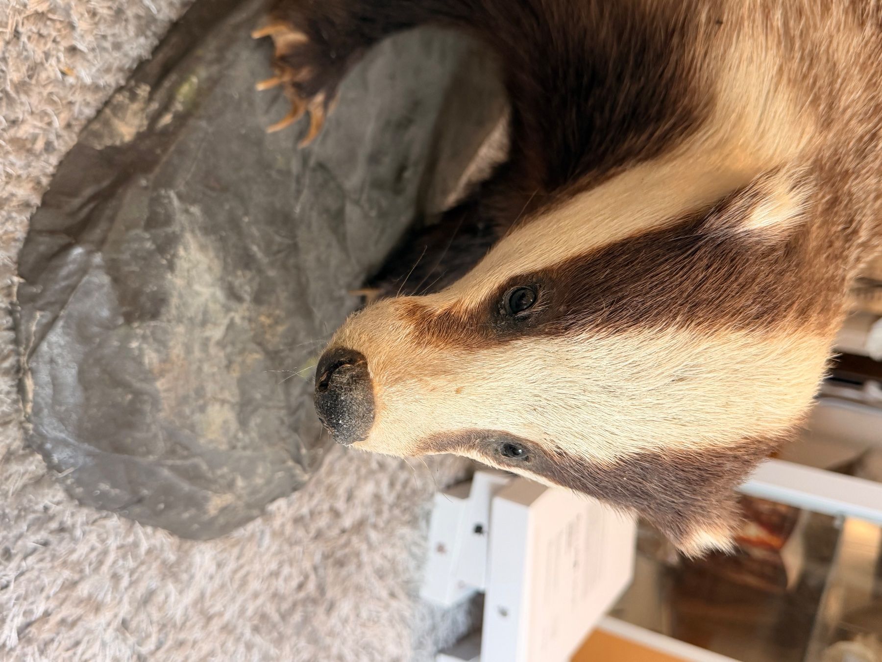 Il mondo degli animali: präparierter dachs neu – Usato da Greifensee venduto da Froschkoenig09 5