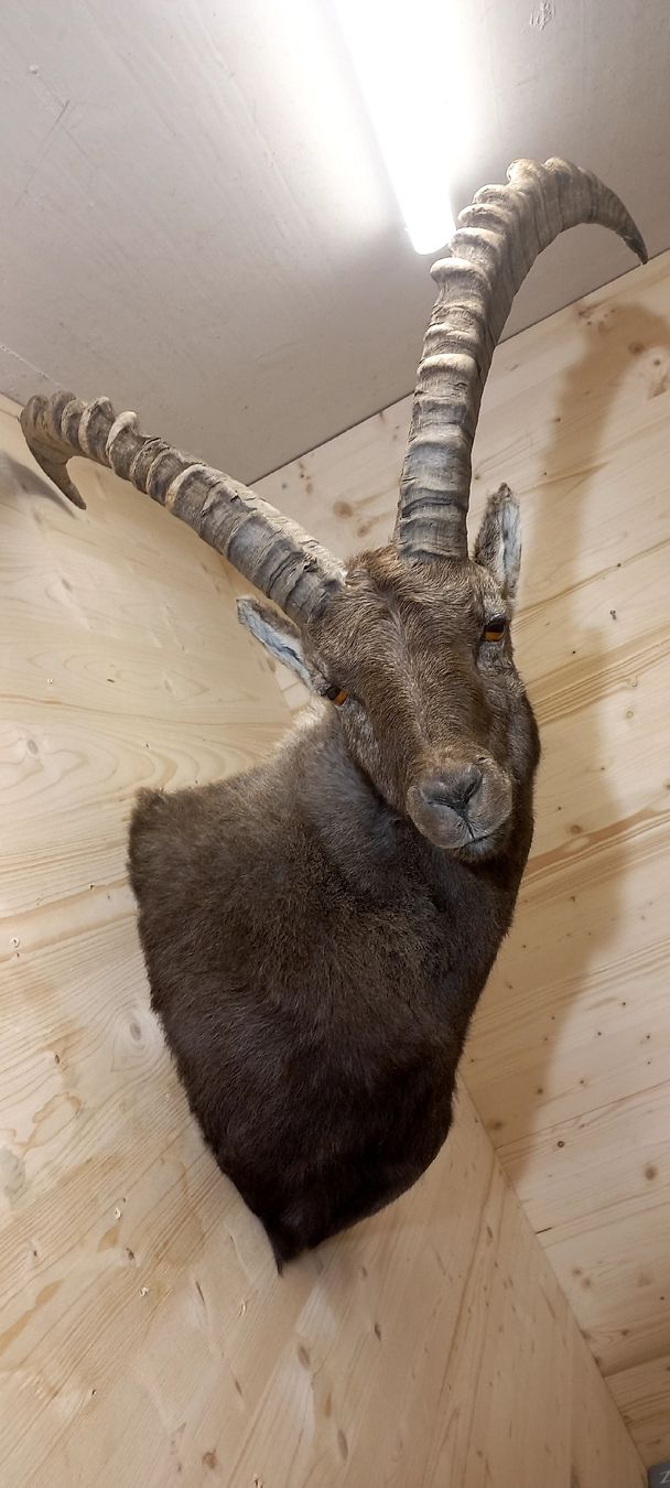 Welt der Tiere: Steinbock – Neu (gemäss Beschreibung) aus Mollis von Resel1985 5
