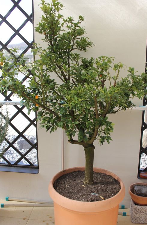 Kumquat mit Topf | Kaufen auf Ricardo