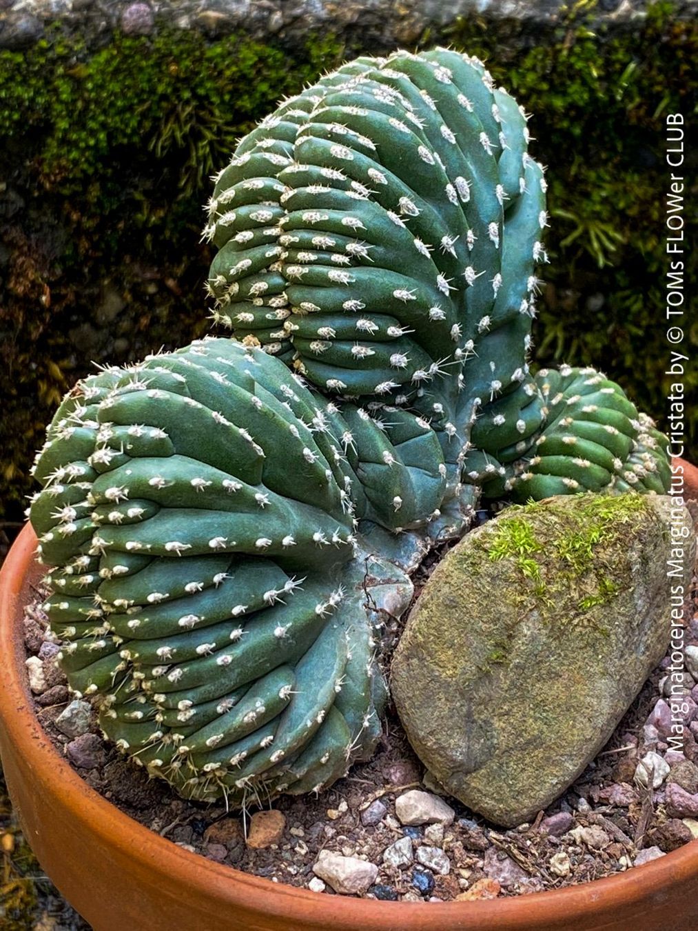 Piante & sementi: Marginatocereus Marginatus Cristata – Nuovo e nell'imballaggio originale da Adliswil venduto da TAKEYOURPLANT 5
