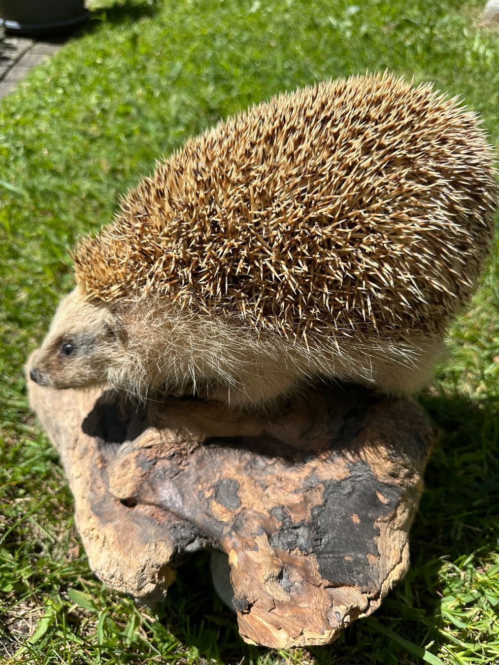 Il mondo degli animali: Ausgestopfter Igel – Usato da St.Moritz venduto da marog90 1