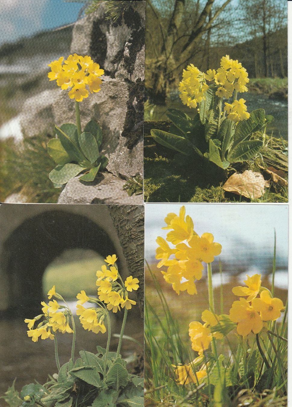Cartoline postali: 40 Schöne Blummenkarten – Usato da Lumbrein venduto da made02 7