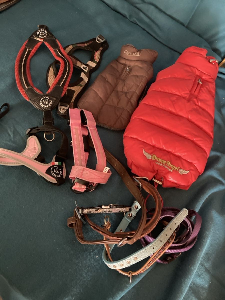 Abbigliamento: Hundeartikel – Usato da Schwanden GL venduto da bait04