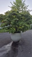 Fächer Ahorn Acer palmatum grün rot im Topf Gefäss