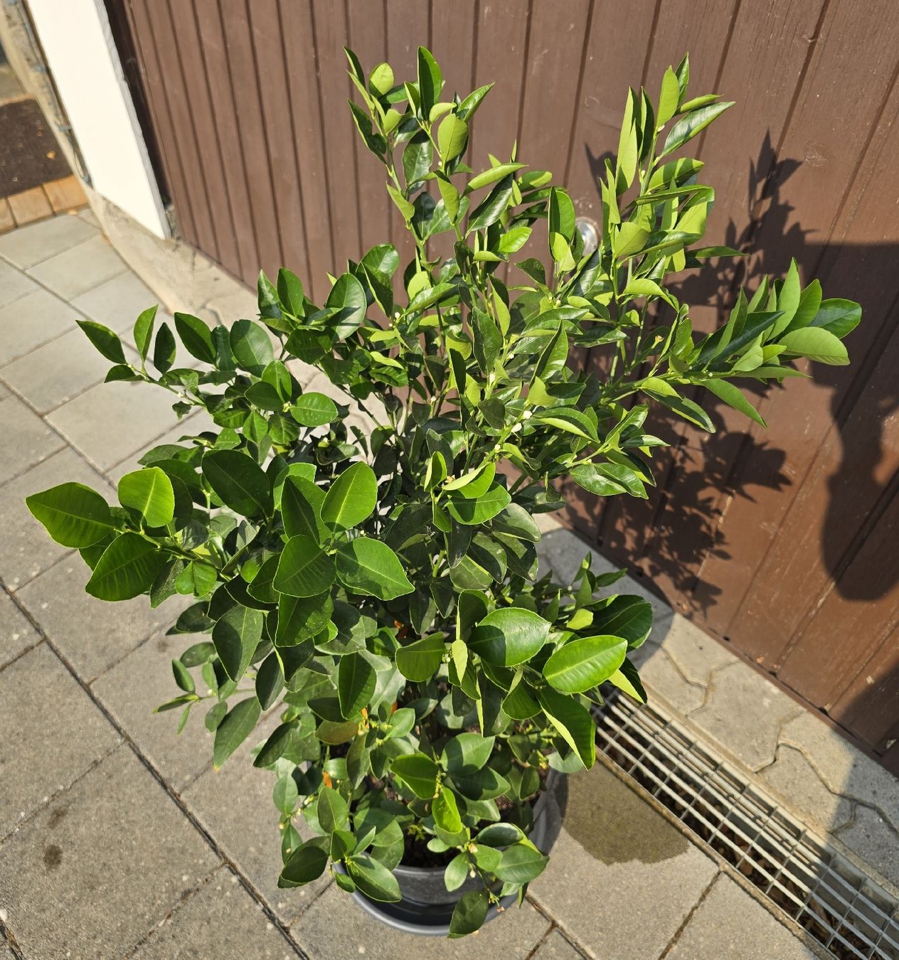 Pflanzen & Samen: Calamondin Pflanze  – Neu (gemäss Beschreibung) aus Aarburg von popkorn65 3