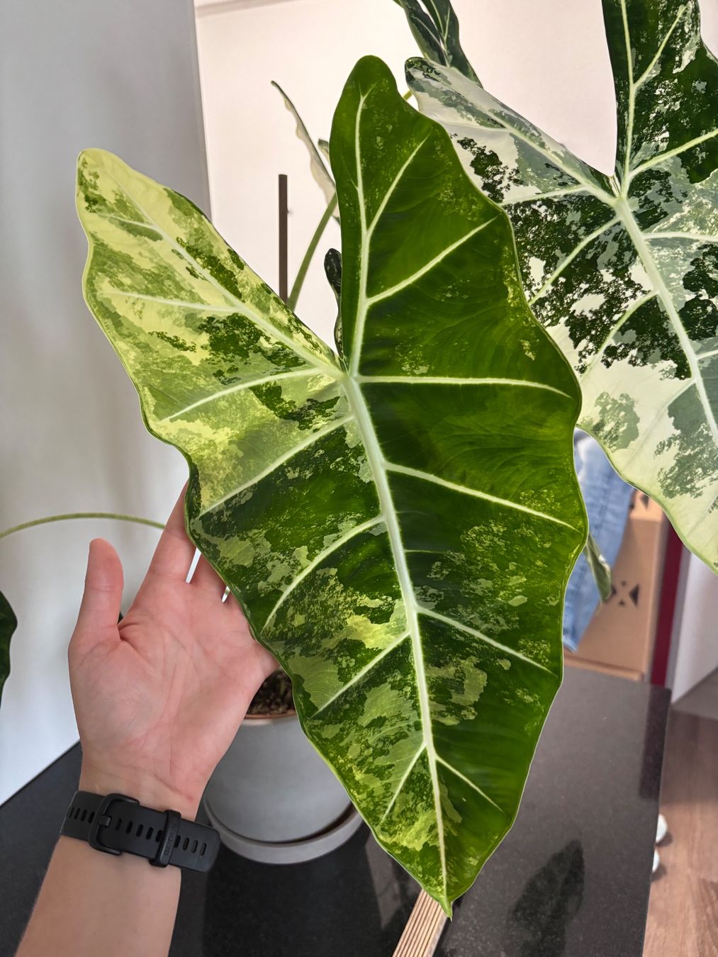 Piante & sementi: Grosse Alocasia Frydek Variegata – Usato da Oberbuchsiten venduto da Muskatellerchen 1