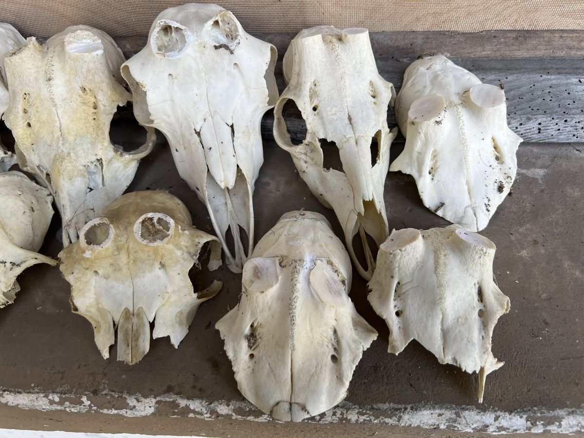 Altre raccolte & rarità: Schädel Reh diverse Tier Schädel, Knochen, Hörner – Usato da Vaduz venduto da hirschjager 2