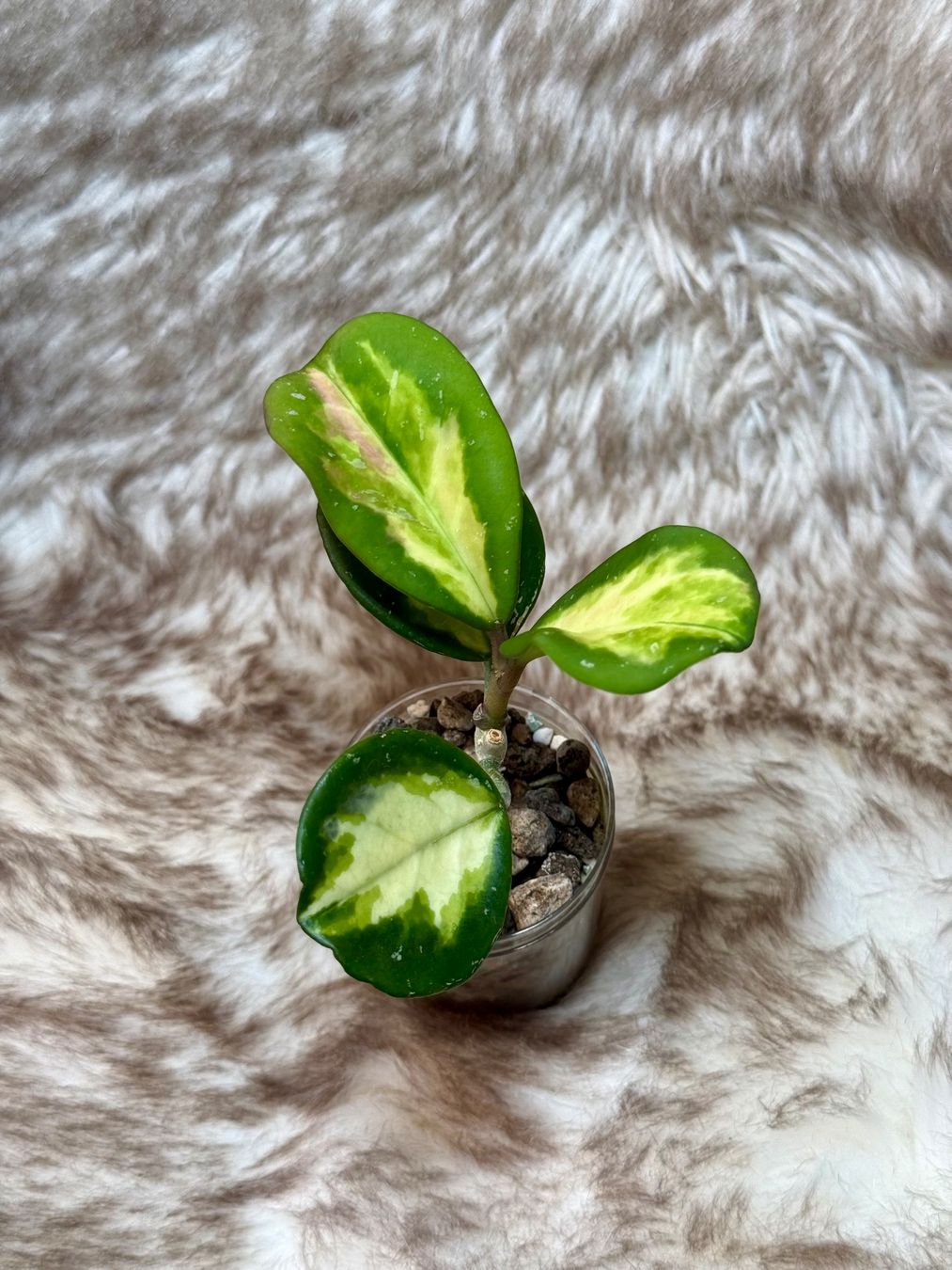 Piante & sementi: Hoya obovata variegata – Nuovo (secondo la descrizione) da Bachenbülach venduto da ilawega