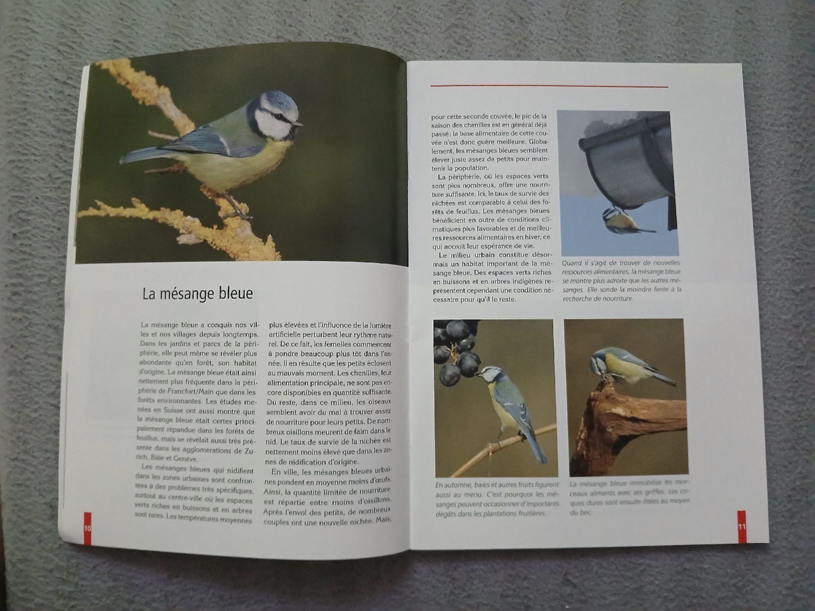 Libri: Livre "Oiseaux de nos jardins" – Usato da Le Sentier venduto da arc_2thy 3