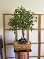 Grosser Ficus Bonsai im Japanischen Topf