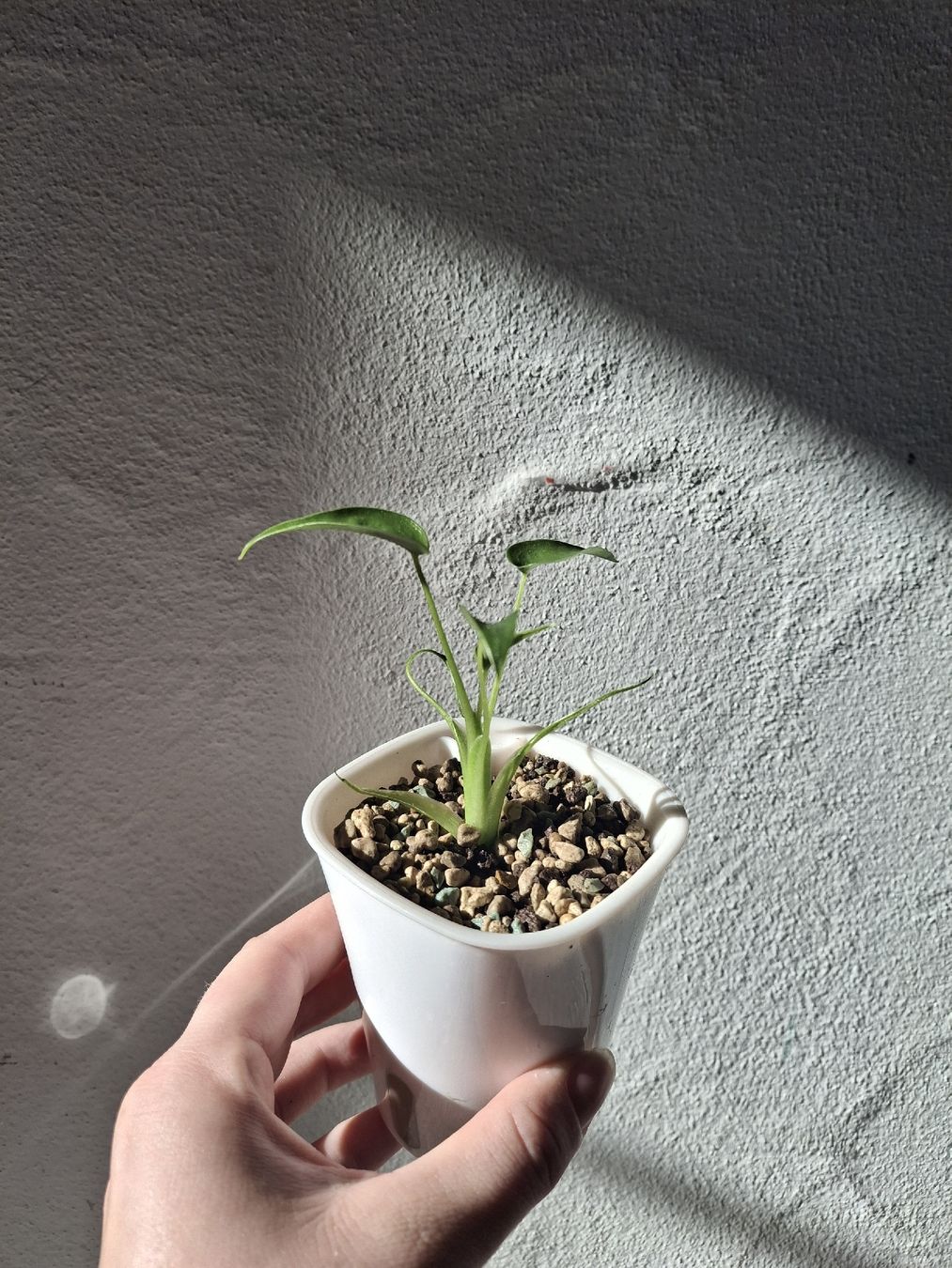 Plantes & graines: Alocasia 'Tiny Dancer' im Selbstbewässerungstopf – Neuf (Voir description) à Wila par mal_e_na 2