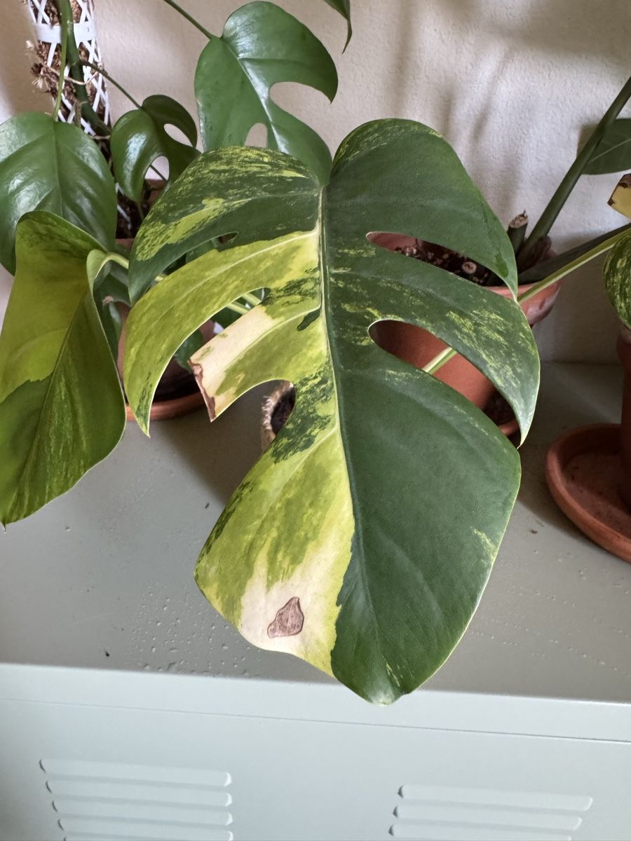 Monstera Aurea (Neu (gemss Beschreibung)) in Winterthur fr CHF 76  mit  Lieferung auf Ricardo kaufen