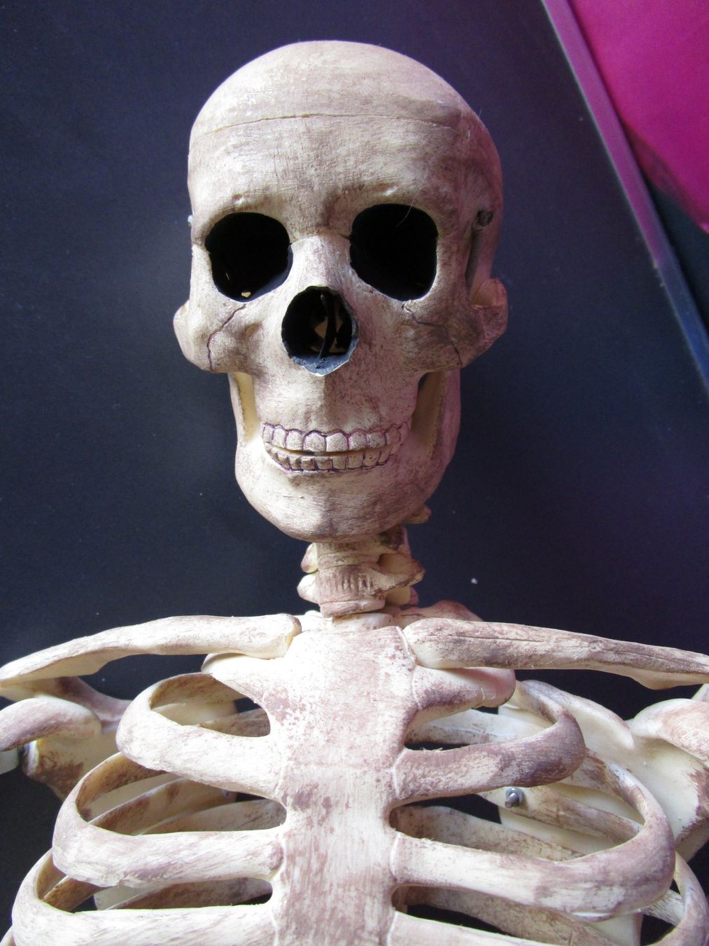 Tutte le decorazioni: 4 Skelette  83cm  Deko Halloween – Usato da Ermatingen venduto da Kobold007 6