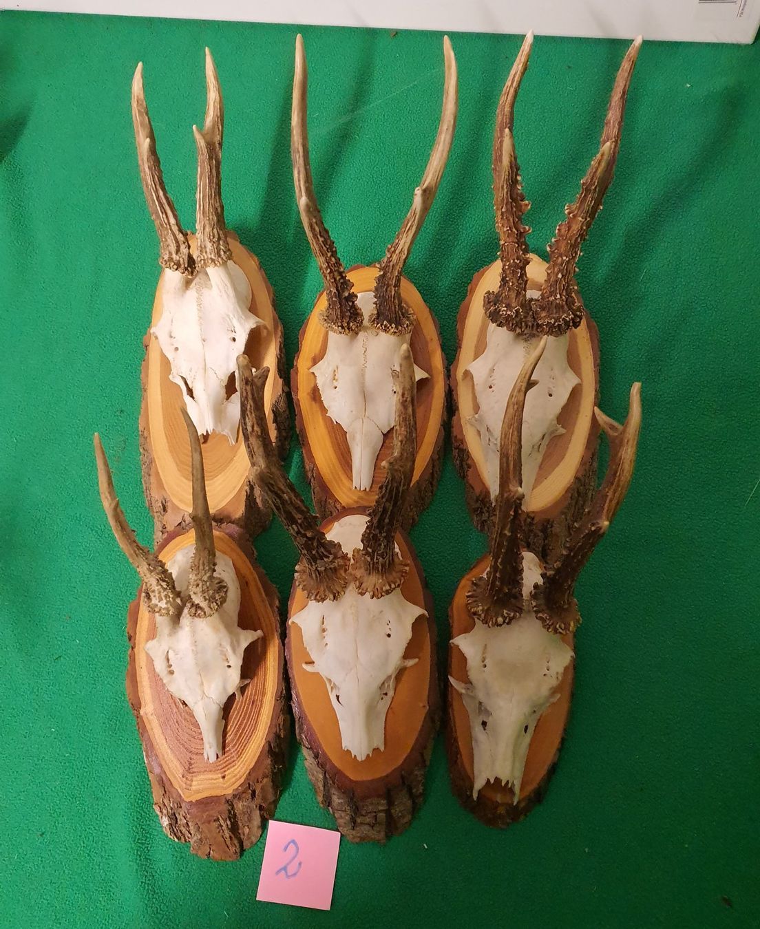 Altre raccolte & rarità: JAGD TROPHÄE 6 STÜCK SEHR SCHÖN Nr 2 – Usato da Schönenwerd venduto da don1952