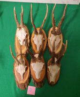 JAGD TROPHÄE 6 STÜCK SEHR SCHÖN Nr 2