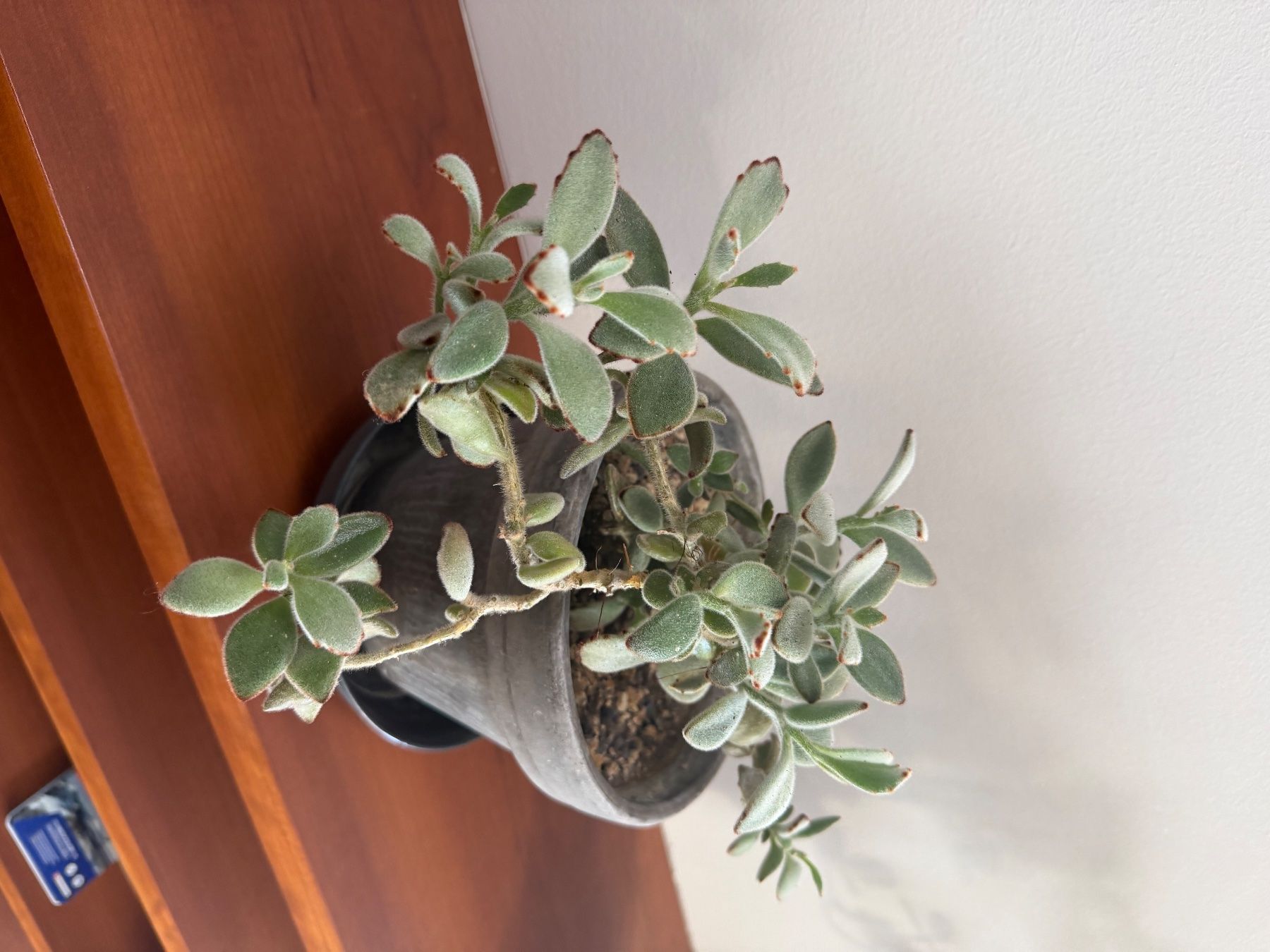 Piante & sementi: Kalanchoe Tomentosa -  Succulent im Topf – Usato da Weggis venduto da agabara77 5