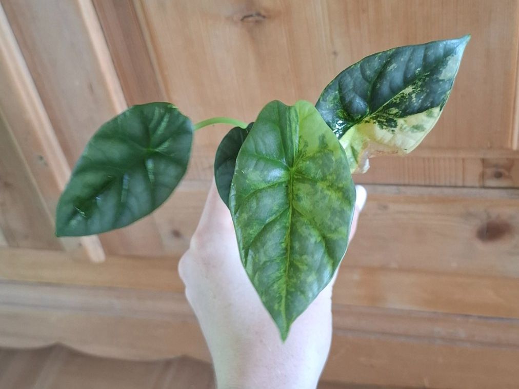 Pflanzen & Samen: Alocasia Sinuata Aurea Variegata – Gebraucht aus Hausen AG von Pflaenzlioase
