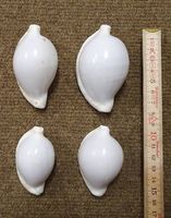 4 Meeresmuscheln (Ovula ovum)