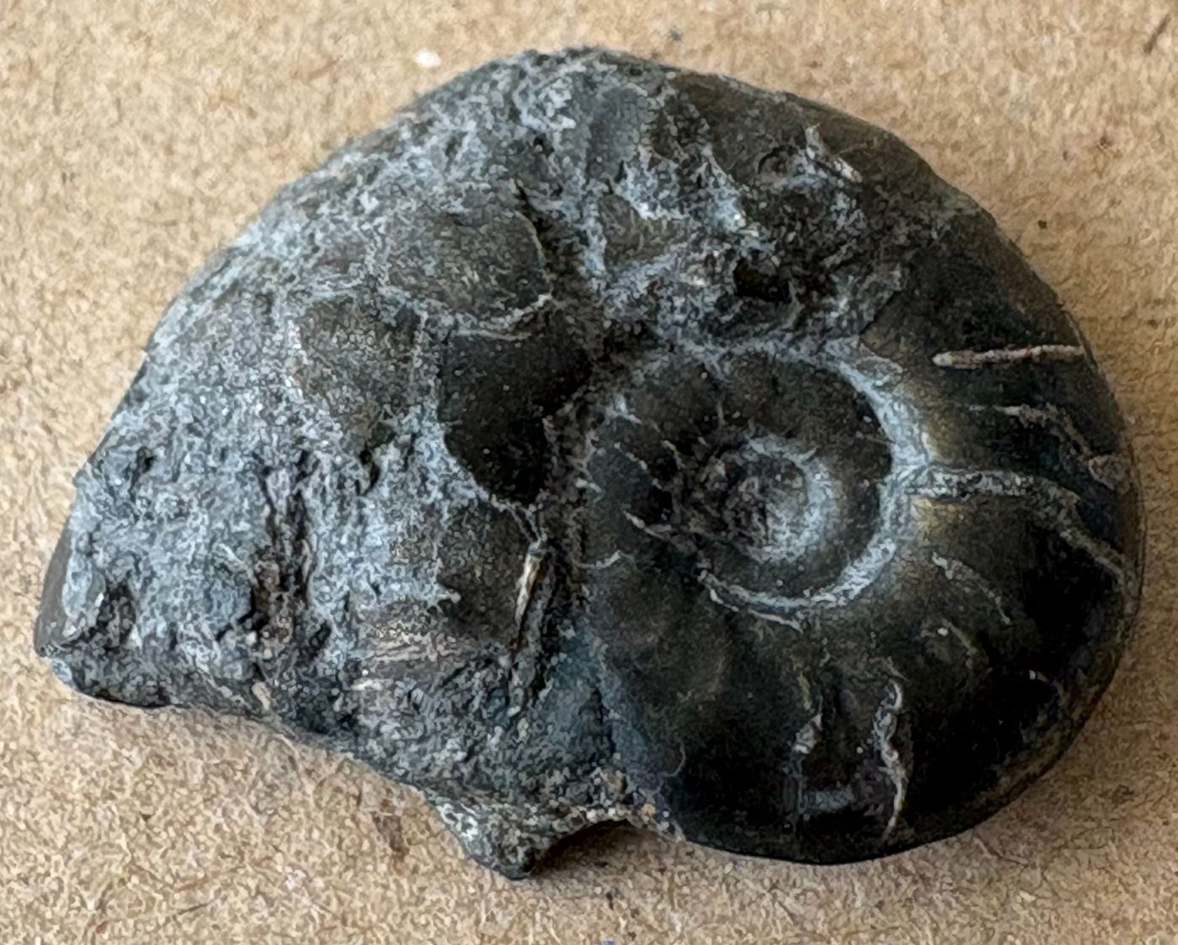 Fossilien: FOSSIL – Gebraucht aus Ostermundigen von Heavenmaus75