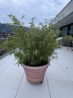 Bambus im Topf