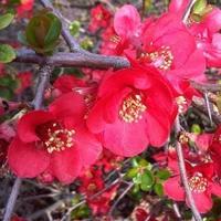 COGNASSIER DU JAPON ! (fleurs rouges) 2x