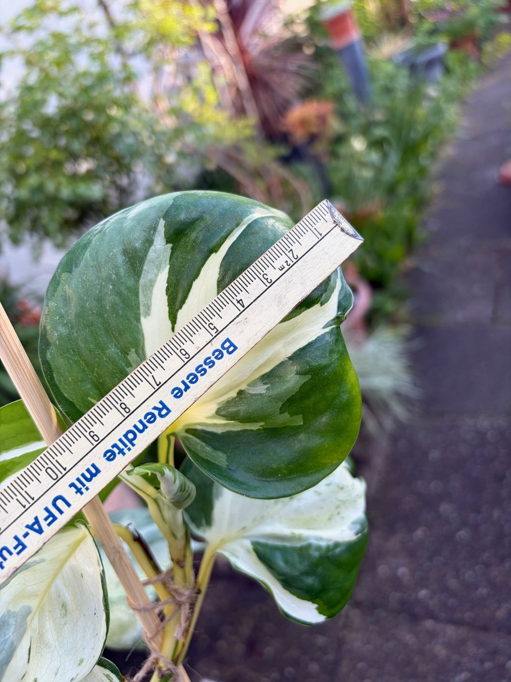 Piante & sementi: Efeutute Epipremnum Manjula - Happy Leaf, gr. Pflanze – Nuovo (secondo la descrizione) da Winterthur venduto da Aniger 8